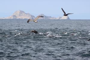 Birds and Sea Lions with South East Farallon Islands in background
