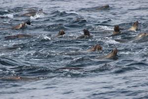 A group of Sea Lions looking for food
