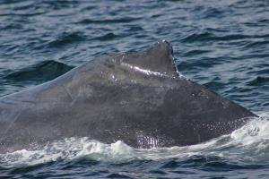 Humpback Whale fin