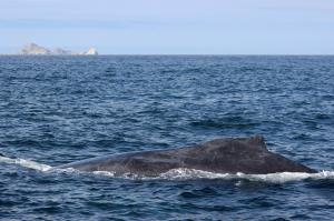 Humpback Whale fin with South East Farallon Islands in background