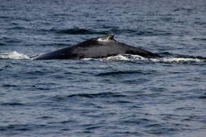 Humpback Whale fin