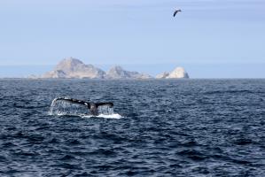 Humpback Whale Fluke and bird with South East Farallon Islands in background
