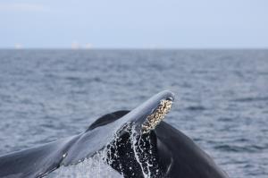 Humpback Whale Fluke with barnacles and North Farallon Islands