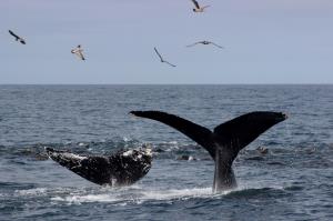 Humpback Whale Flukes with birds