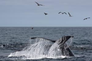 Humpback Whale Fluke with birds