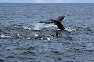 Humpback Whale fluke with sea Sea Lions
