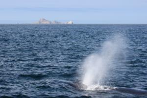 Humpback Whale spout with South East Farallon Islands in background