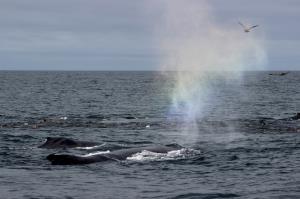 Rainbow in mist of Humpback Whale