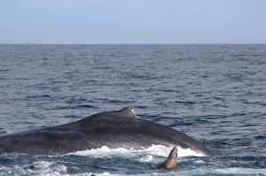 Sea Lion and Humpback Whale Fin