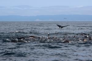 Sea Lions and Humpback Whale Fluke