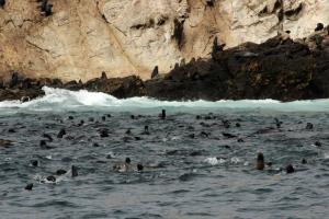 Sea Lions in water of Farallon Islands