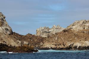 Sea Lions on rocks of Farallon Islands