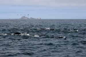 Sea Lions swimming and birds above with South East Farallons in background
