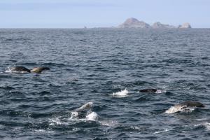 Sea Lions swimming with South East Farallons in background