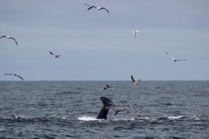 Whale fluke with birds