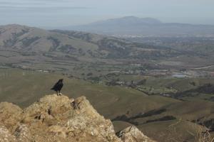Bird seen at top of Mission Peak