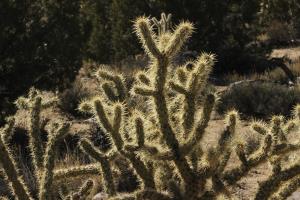 Cactus on Teutonia Peak Trail