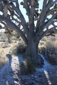 Joshua Tree with ice at base on Teutonia Peak Trail