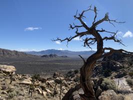 Tree with twisted branches on Teutonia Peak Trail