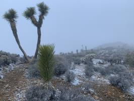 Snowing at summit of Ryan Mountain with trees