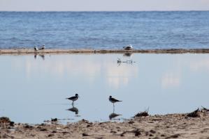 Birds at Salton Sea with reflection