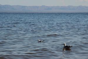 Birds in Salton Sea