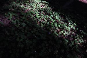Clovers in sunlight at Avenue of the Giants