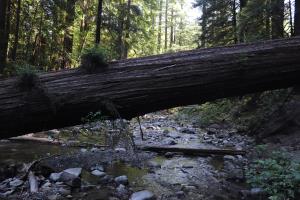 Downed tree in Avenue of the Giants