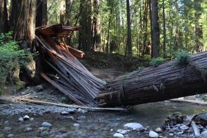 Downed tree over river in Avenue of the Giants