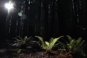Ferns in the sunlight in Avenue of the Giants