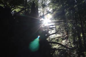 Tree roots in sunlight at Avenue of the Giants