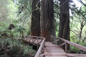 Bridge near Prairie Creek Redwoods State Park Visitor center