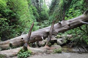 Downed tree in Fern Canyon