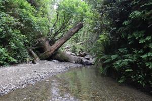 Downed trees in Fern Canyon