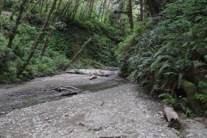 Near end of path at Fern Canyon