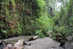 Path in Fern Canyon