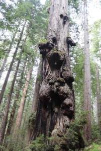 Redwood Tree on James Irvine Trail