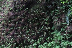 Wall of ferns in Fern Canyon