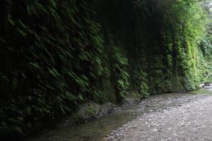 Wall with creek in Fern Canyon