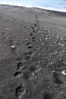 Bear footprints on Lost Coast Trail