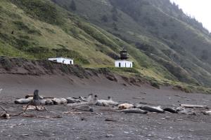 Elephant seal colony near Punta Gorda Lighthouse on Lost Coast Trail