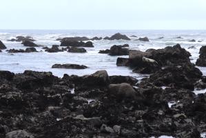 Seal on rocks near lighthouse on Lost Coast Trail