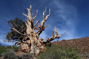 Ancient Bristlecone Pine