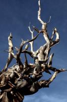 Ancient Bristlecone Pine up close