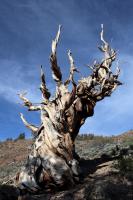 Ancient Bristlecone Pine