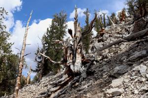 Tree on Methuselah Trail