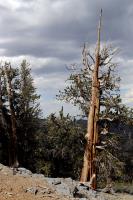 Tree on Methuselah Trail