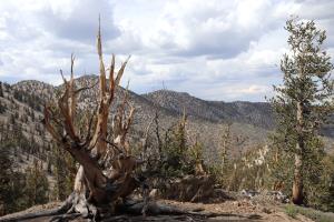 Tree on Methuselah Trail