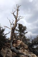 Tree on Methuselah Trail