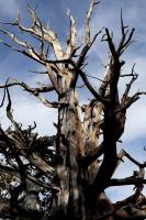 Tree on Methuselah Trail